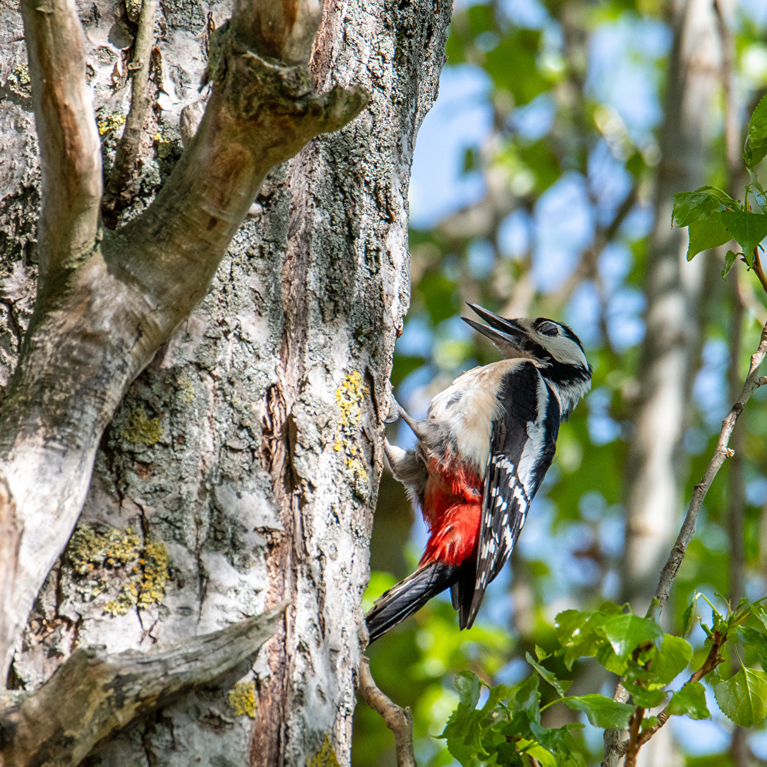 Buntspecht baut Bruthöhle