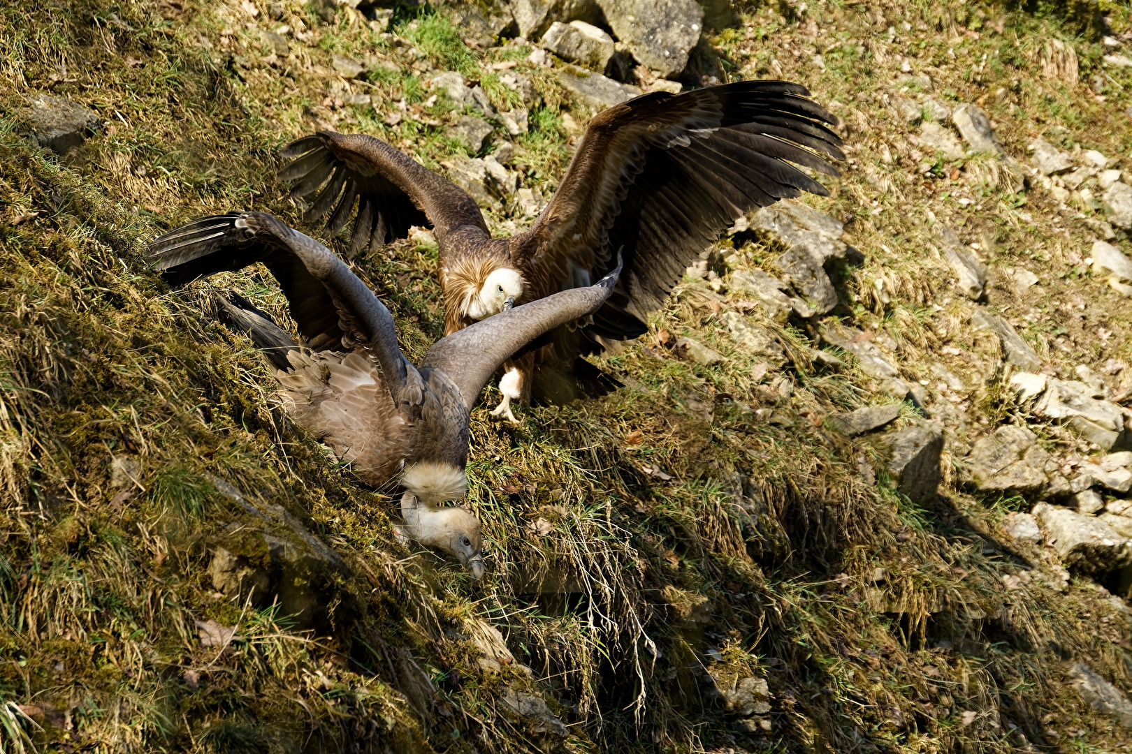 Gänsegeier