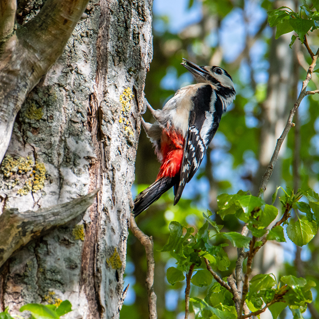 Buntspecht baut Bruthöhle II