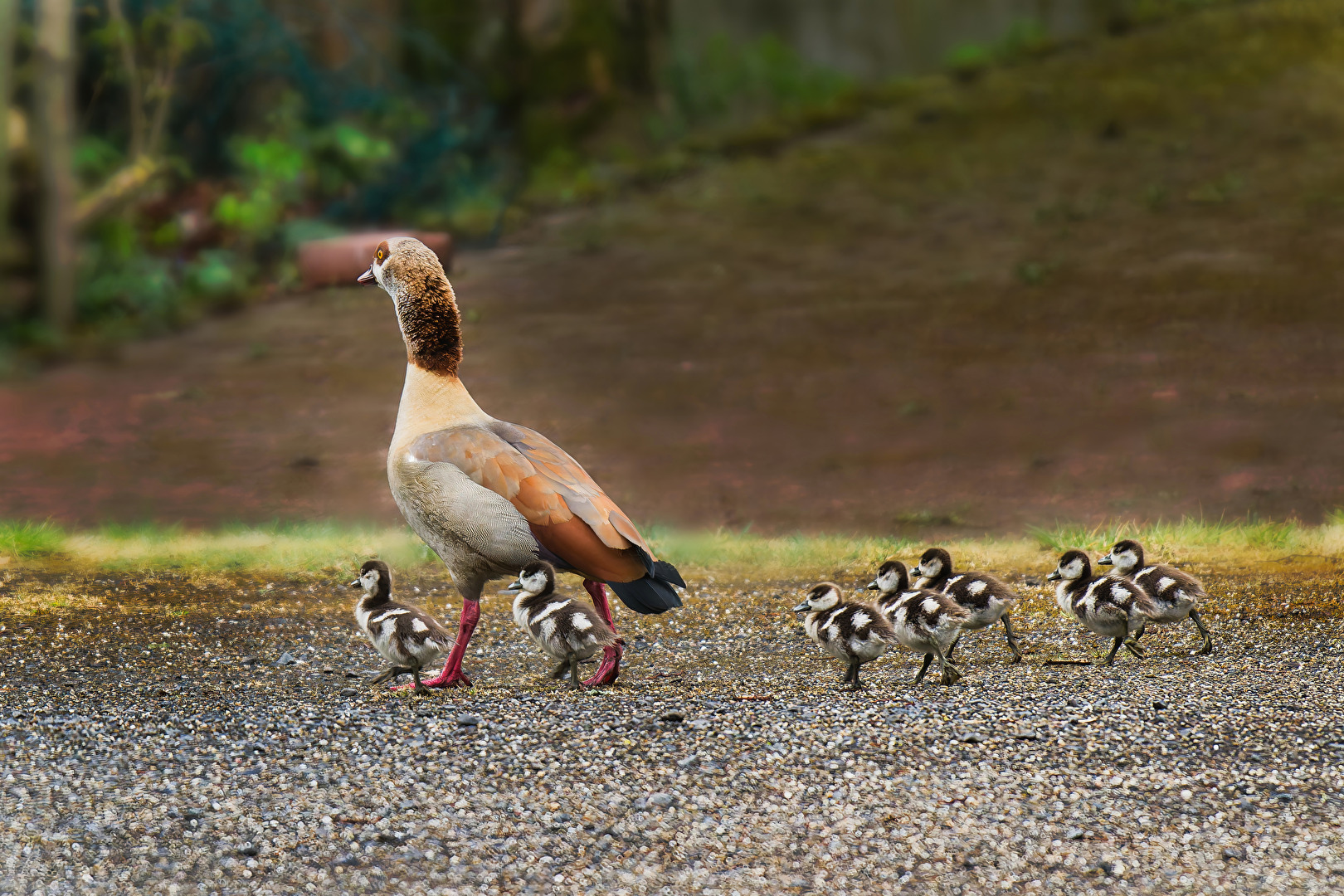 Nilgans mit Kindern