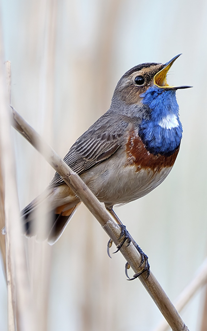 Blaukehlchen