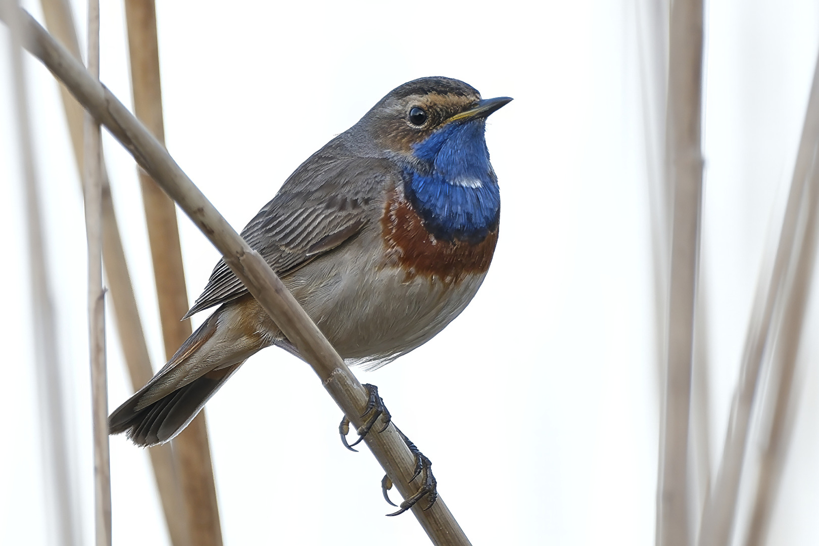 Blaukehlchen