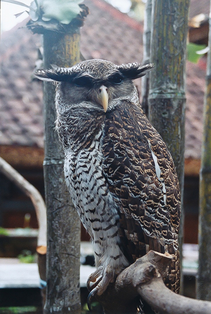Bali - malaiischer Uhu