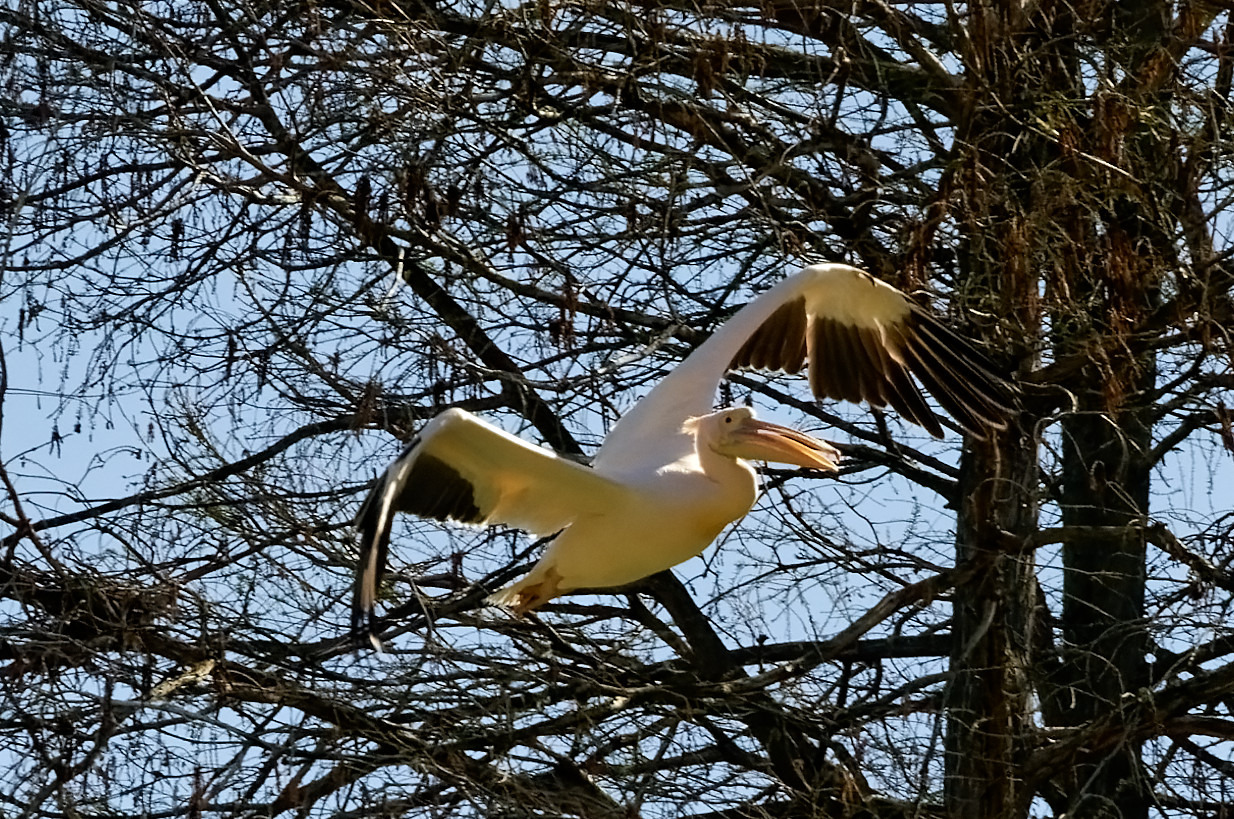 Pelikan
