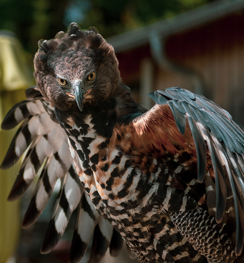 Vögel
