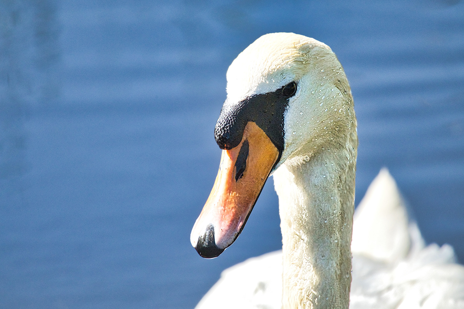 Vögel