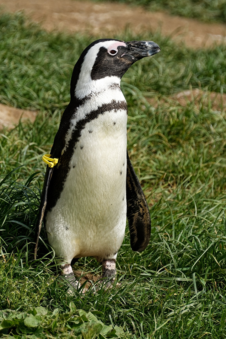 Pinguin