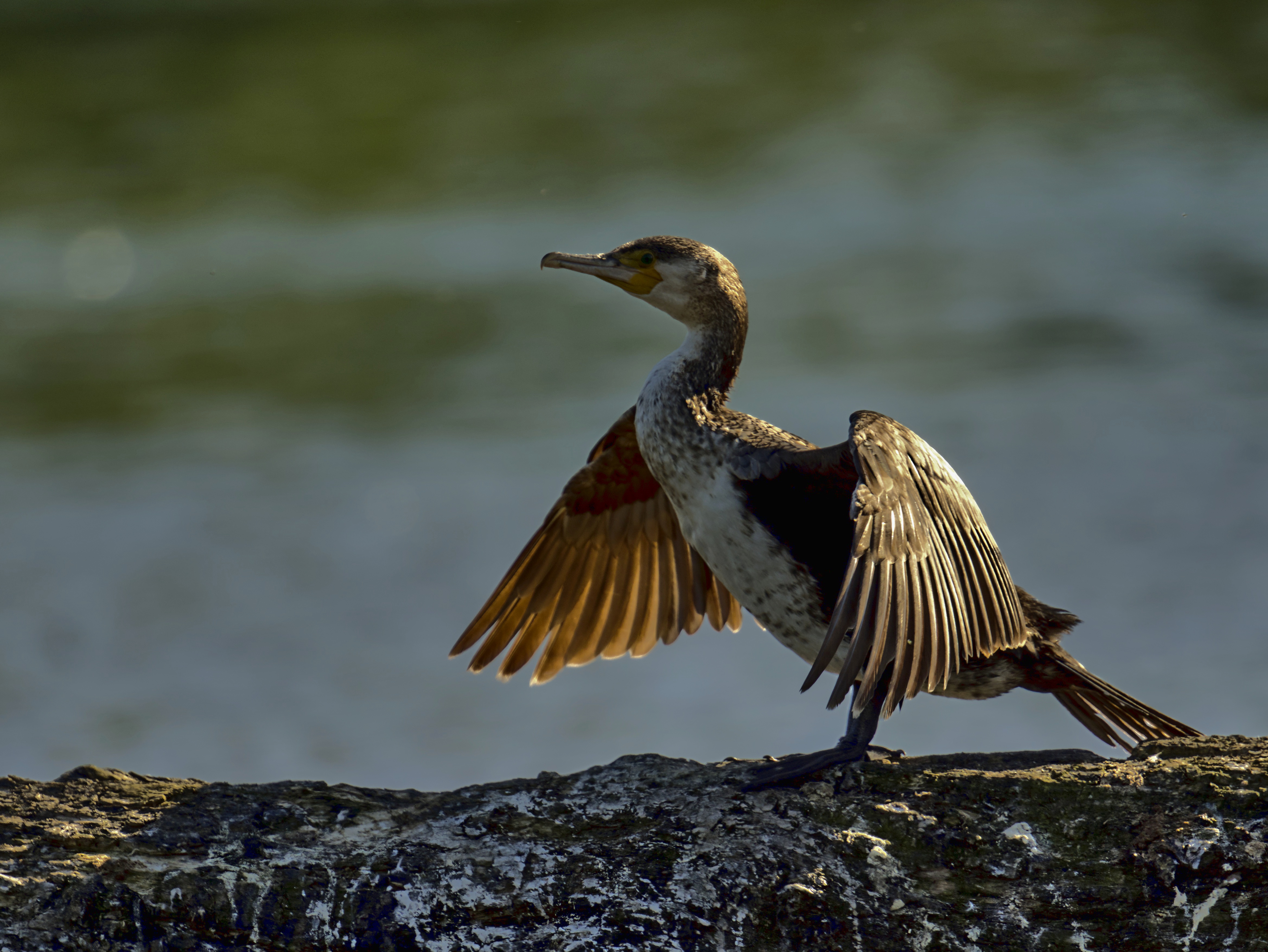 Yoga-Kormi