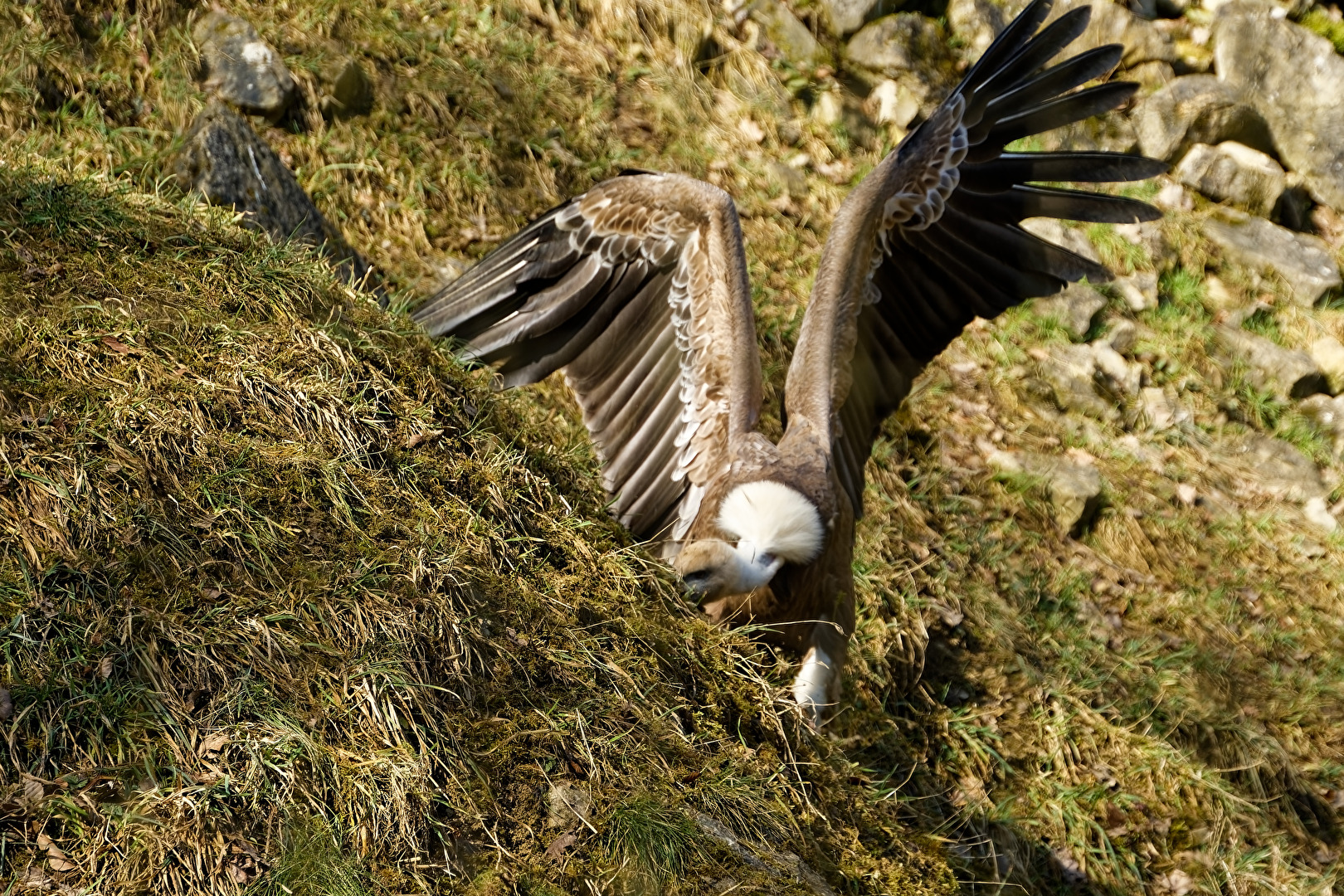 Gänsegeier