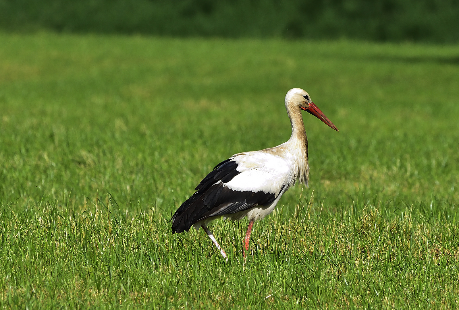 Klapperstorch beim Frühstück