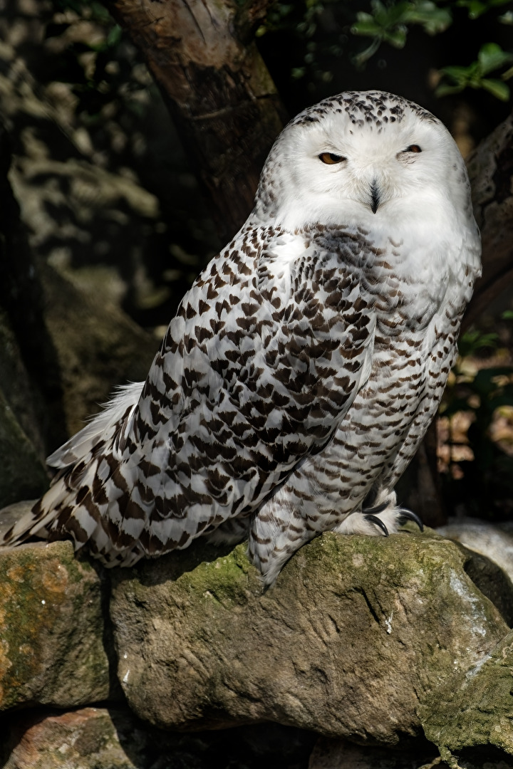 Schneeeule