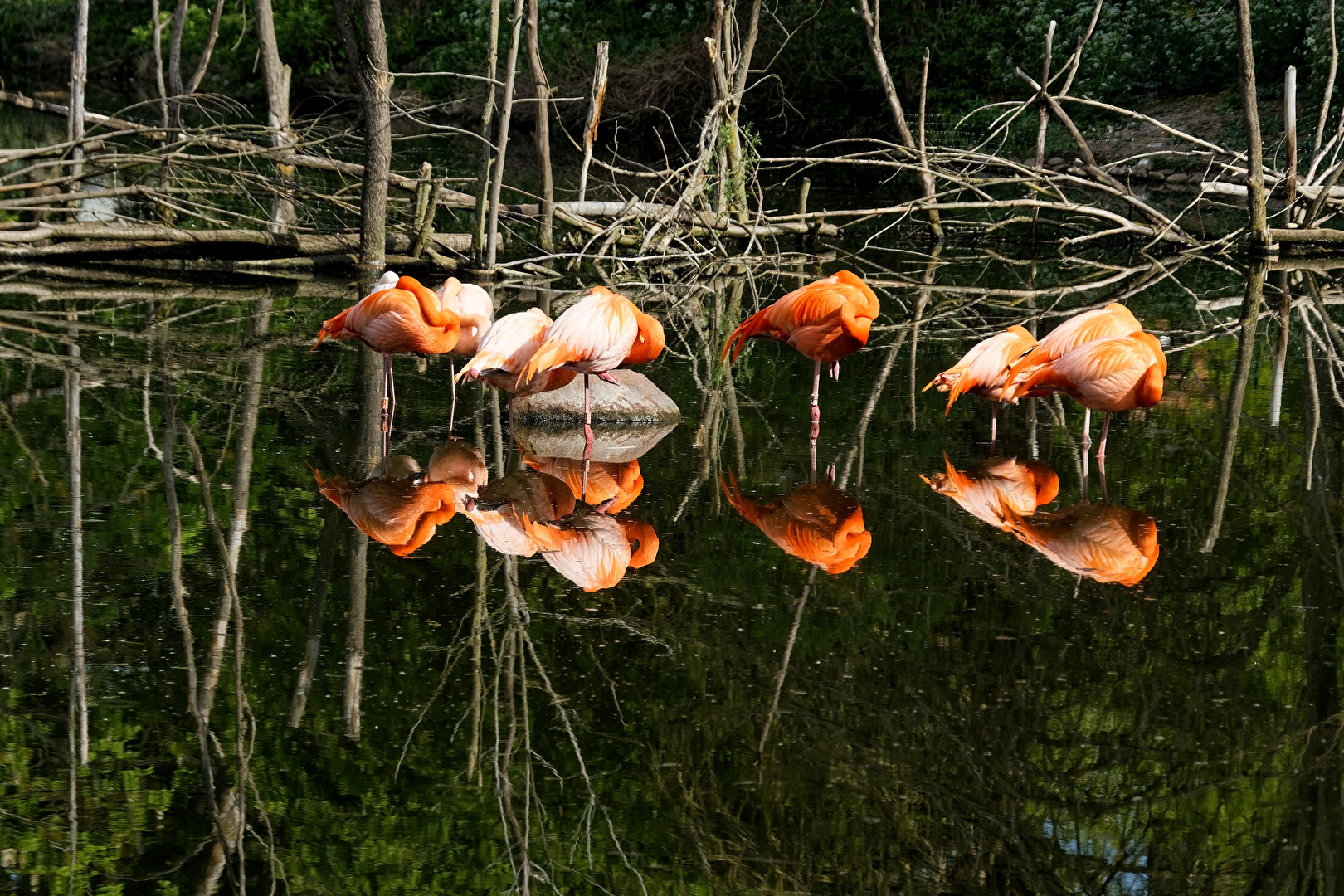 Flamingos