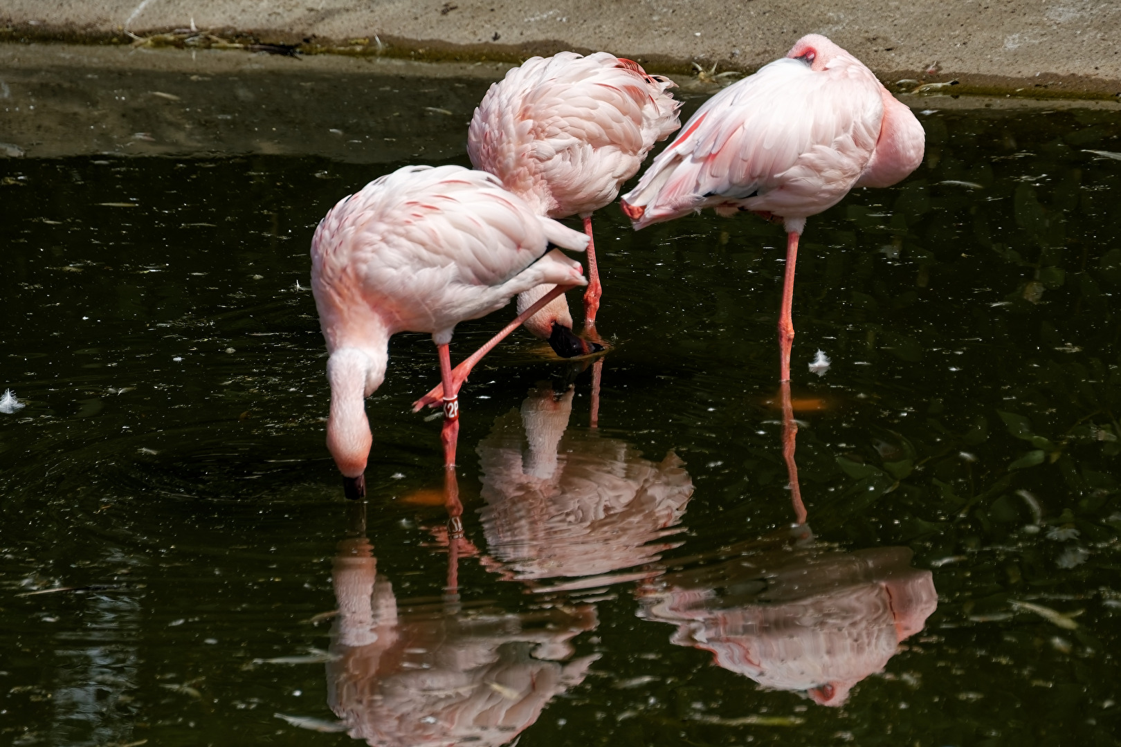 Flamingos