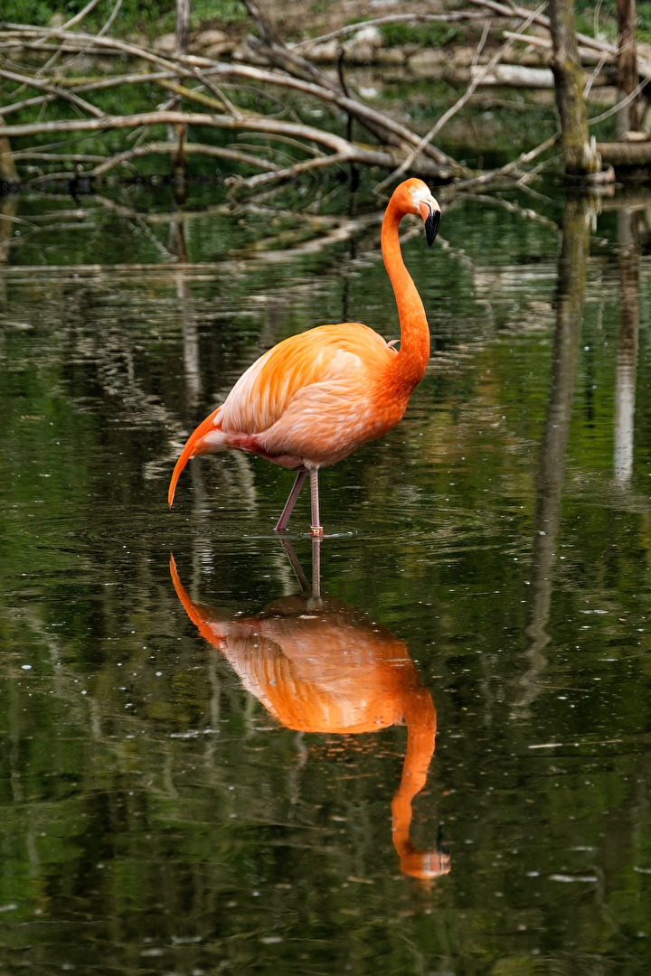 Flamingo