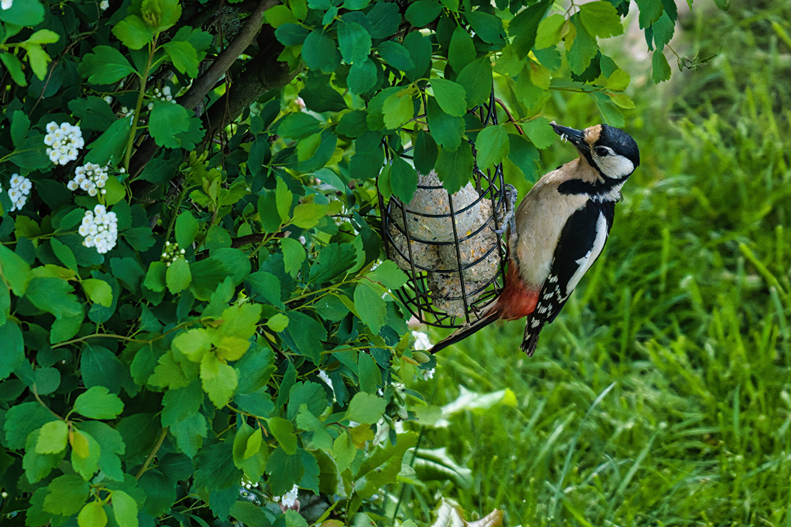Ein seltener und scheuer Gast in unserem Garten