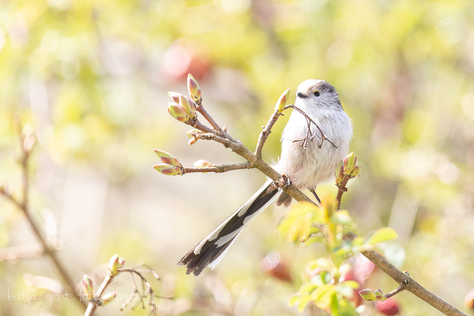 Schwanzmeise im besten Licht