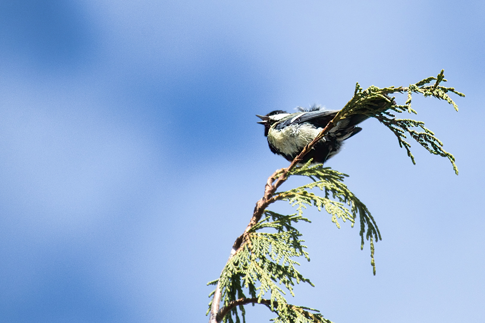 Vögel