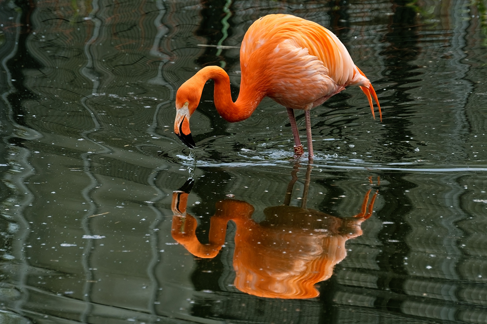 Flamingo