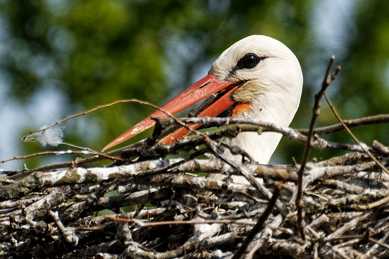Storch