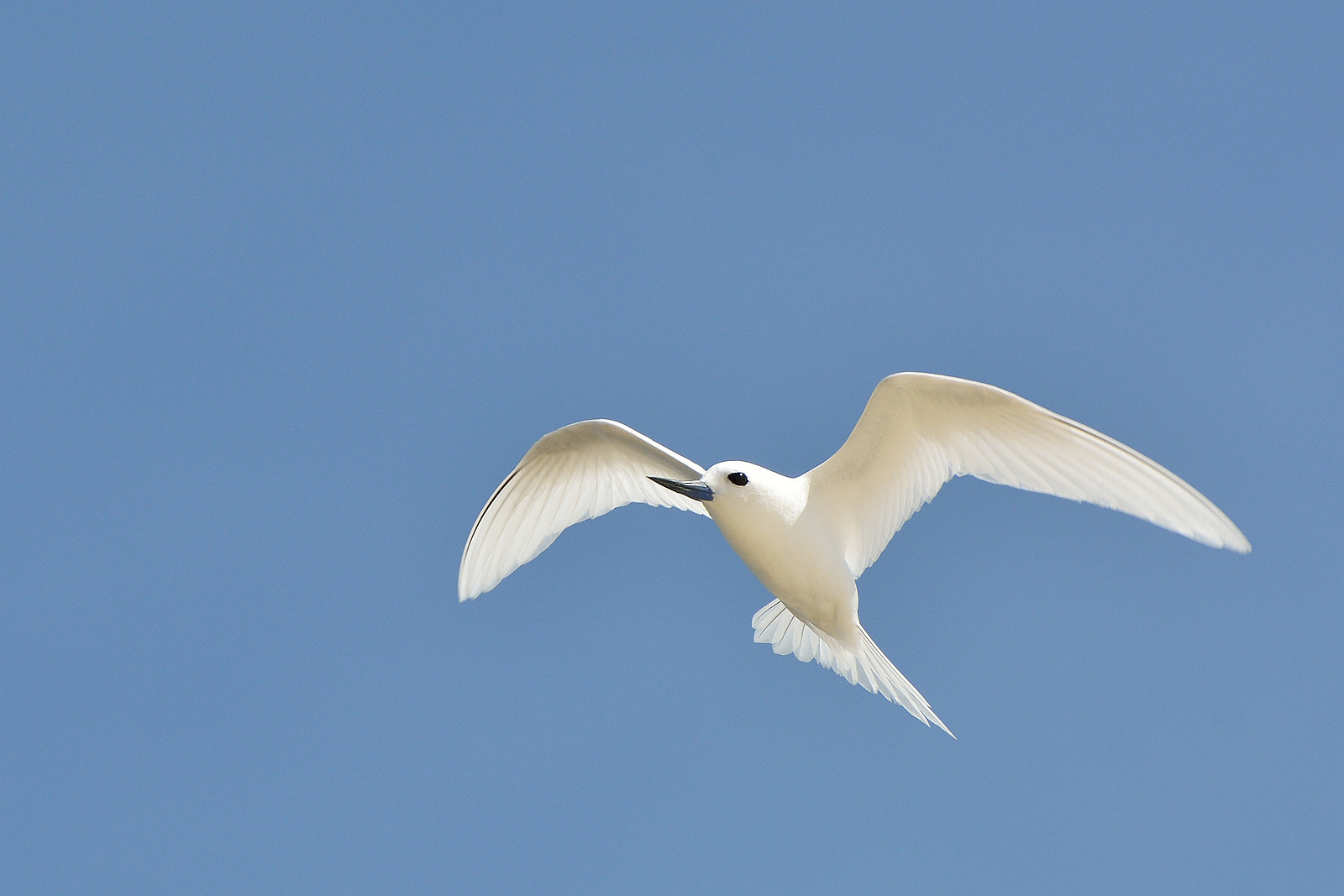 Feenseeschwalbe - Bird Island