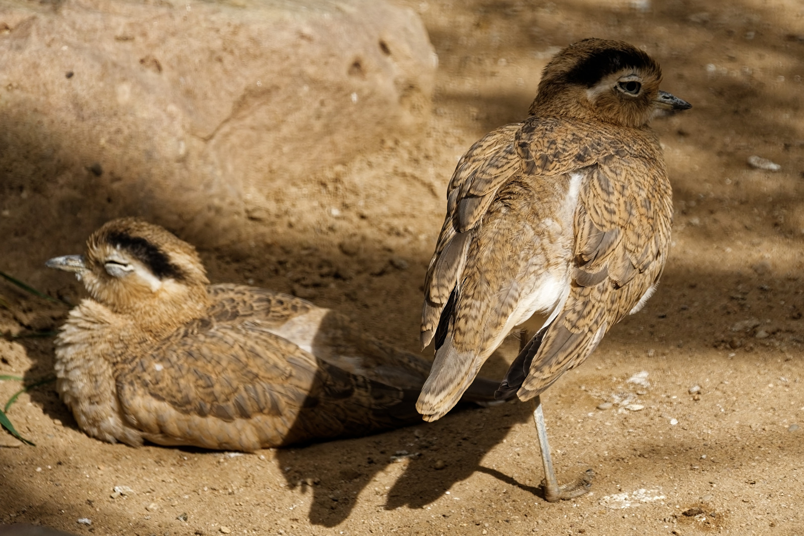 Perutriel