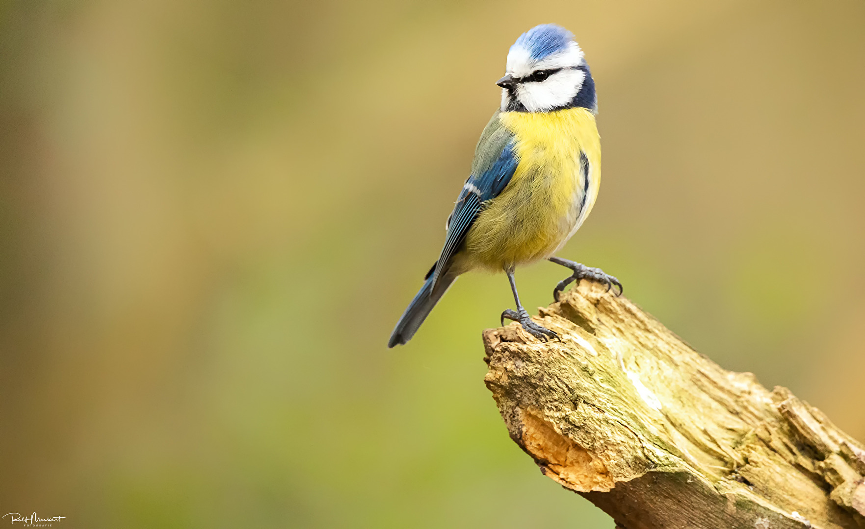 Blaumeise....