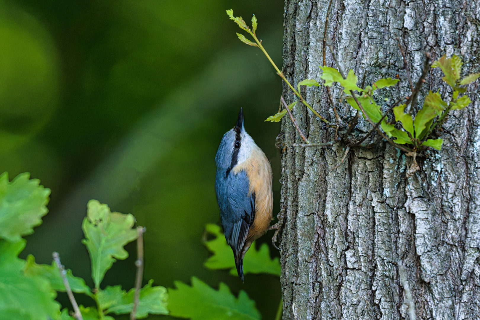 Ein perfekter Baumläufer, der Kleiber