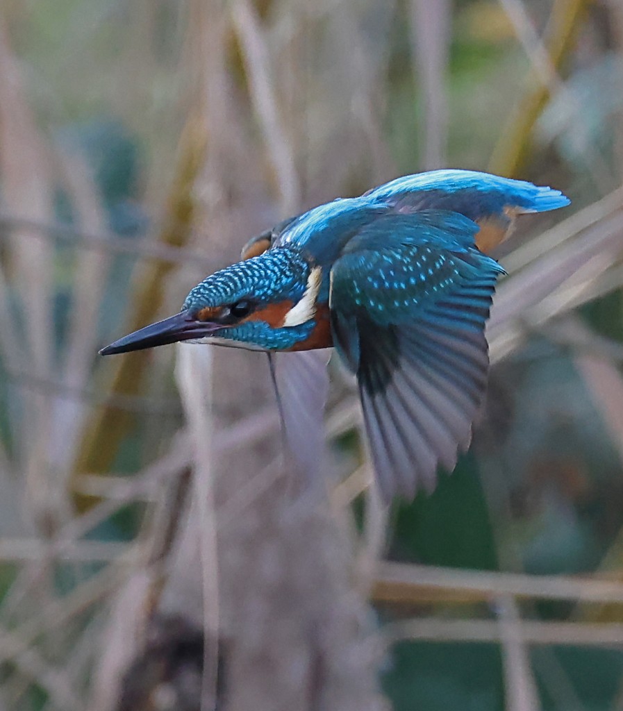 Eisvogel