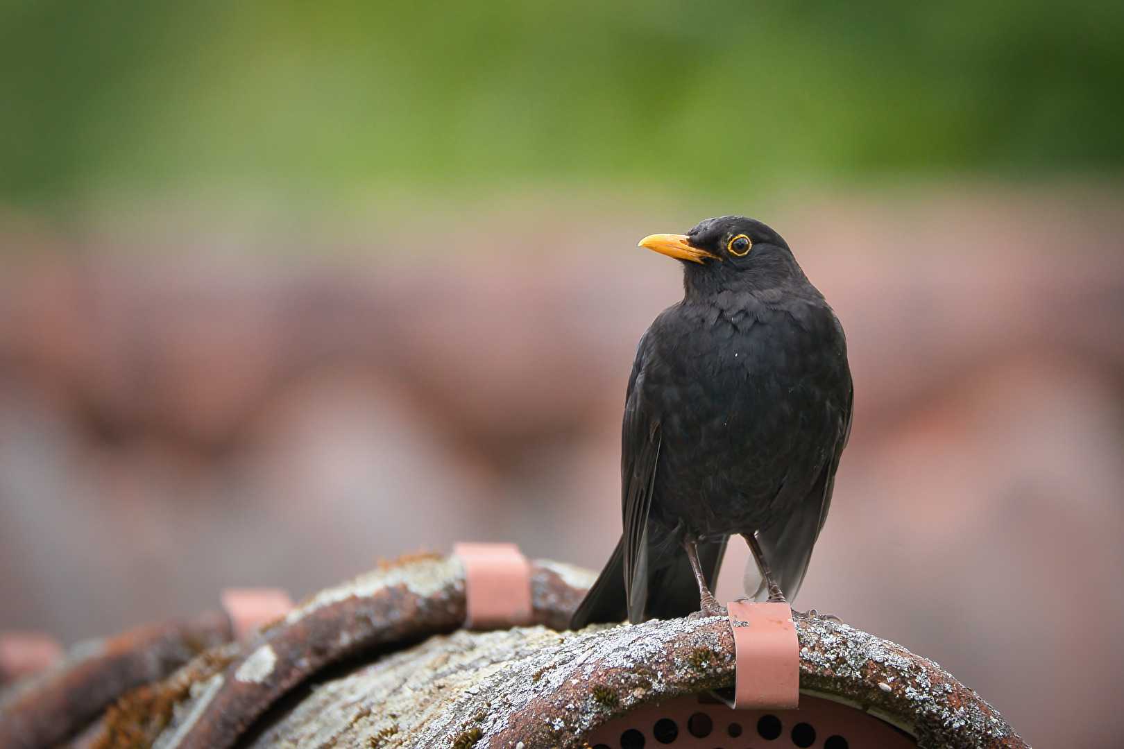 Amsel auf 600mm