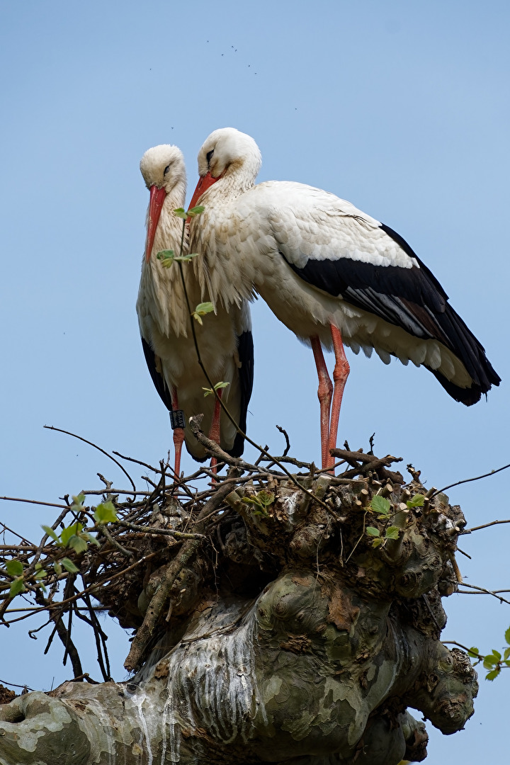 Storchennest