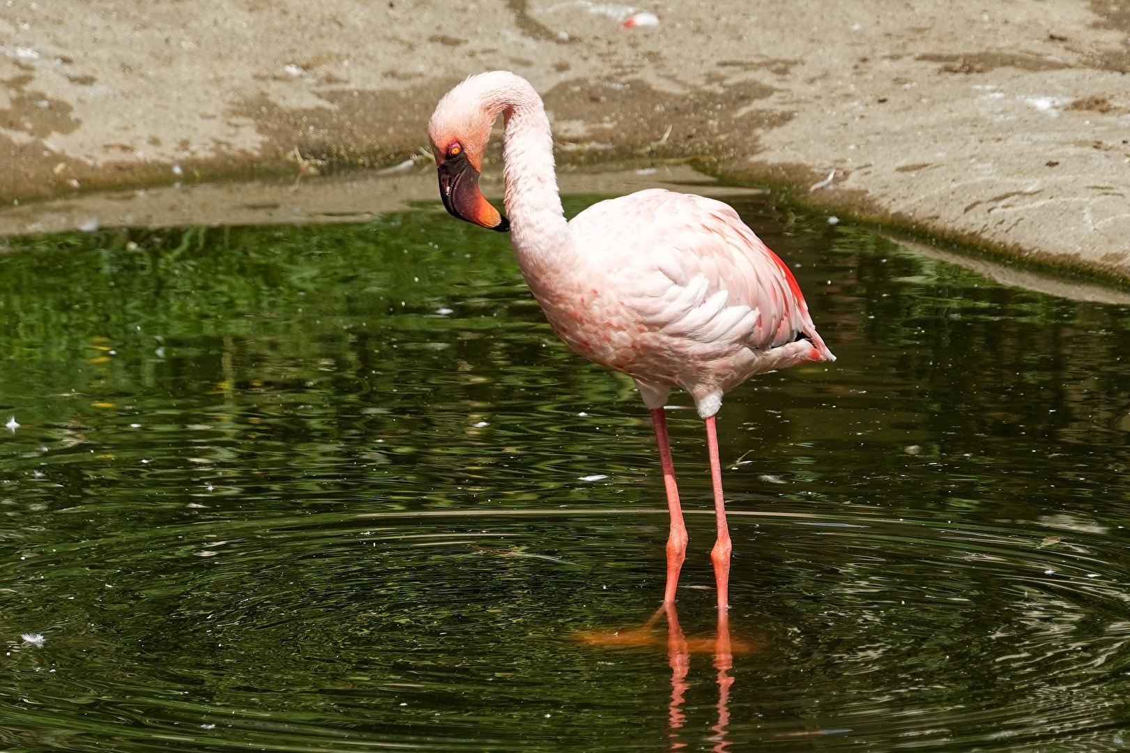 Flamingo