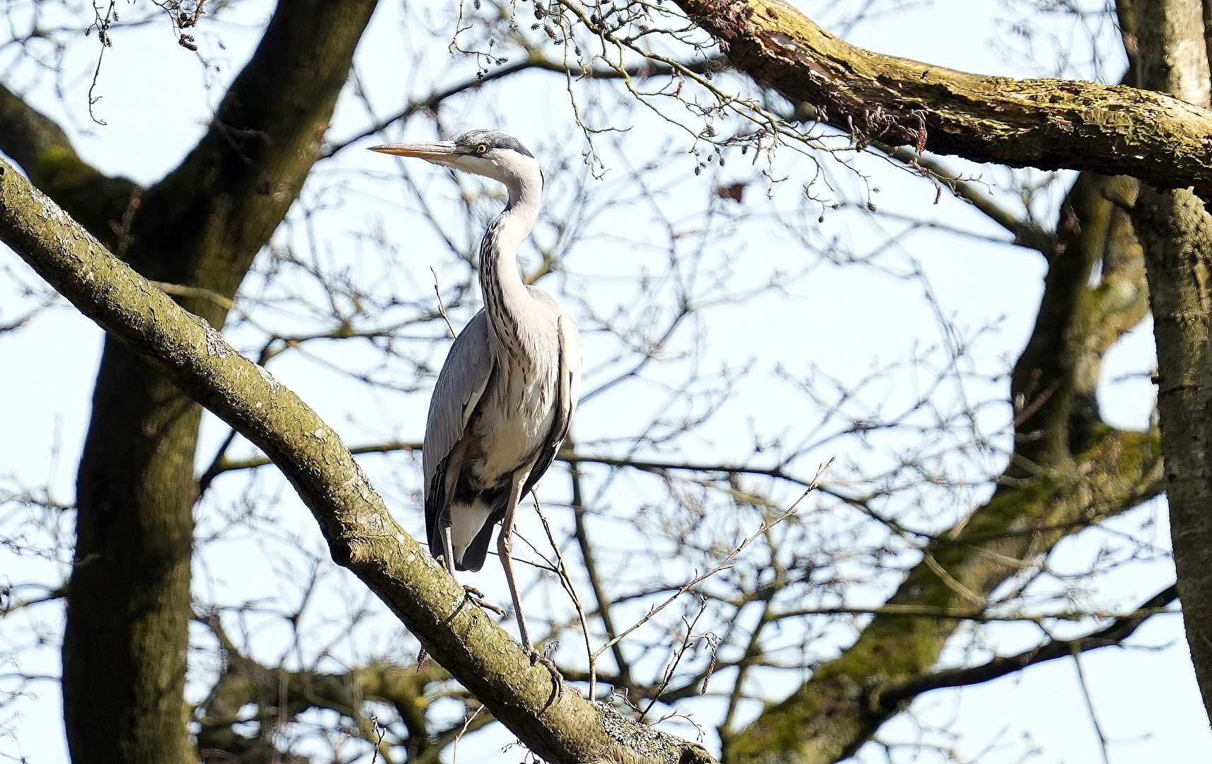 Graureiher der alten Eiche