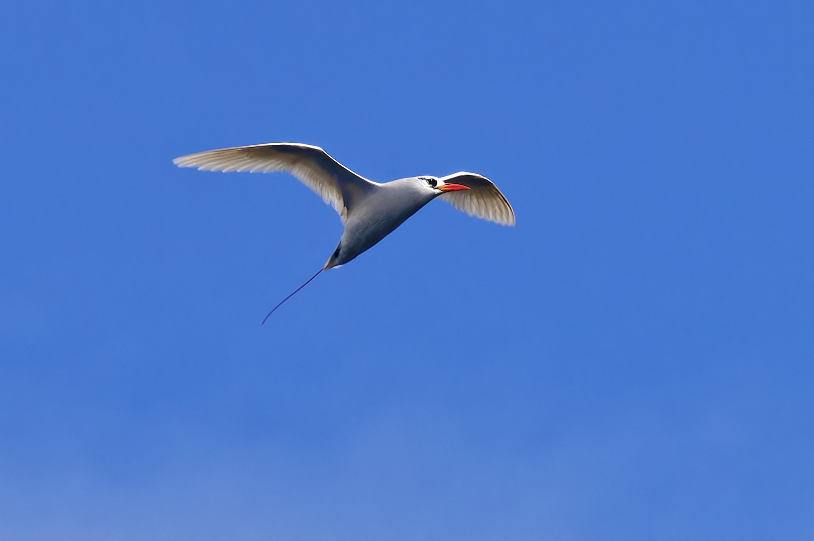 Rotschwanz-Tropikvogel (Phaethon rubricauda)
