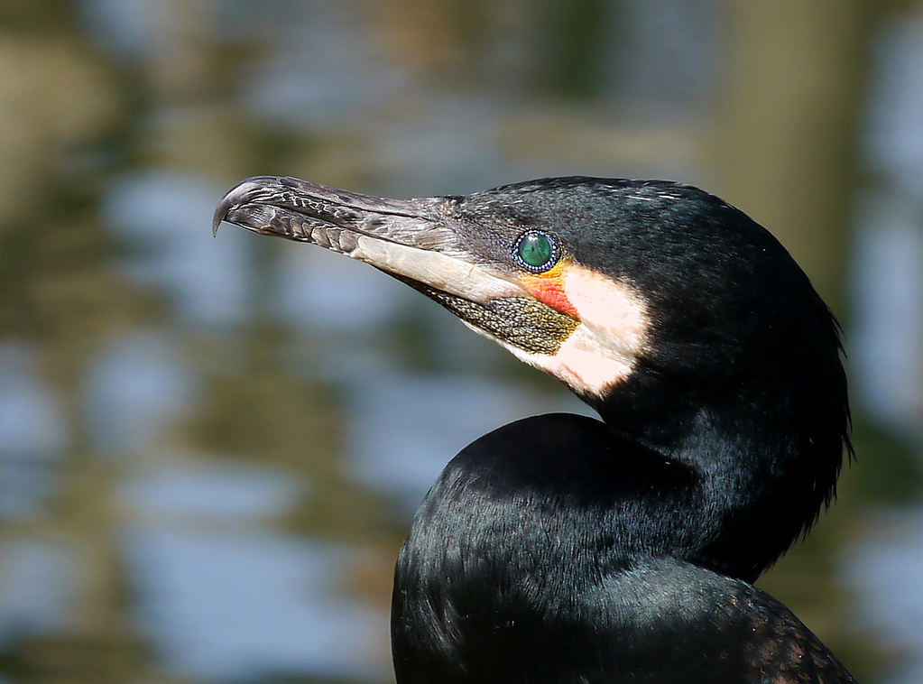 Scharfer Schnabel, scharfes Auge