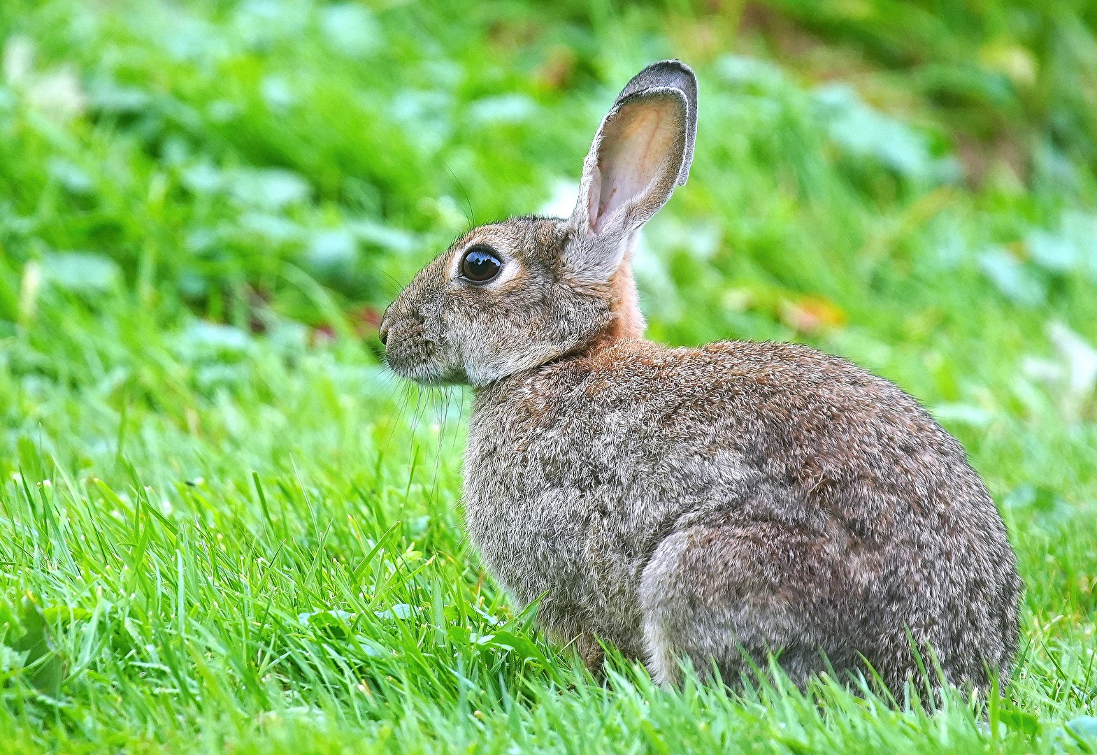 Feldhase lepus europaeus