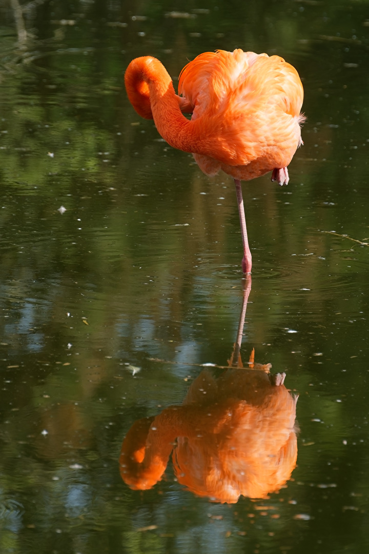 Flamingo