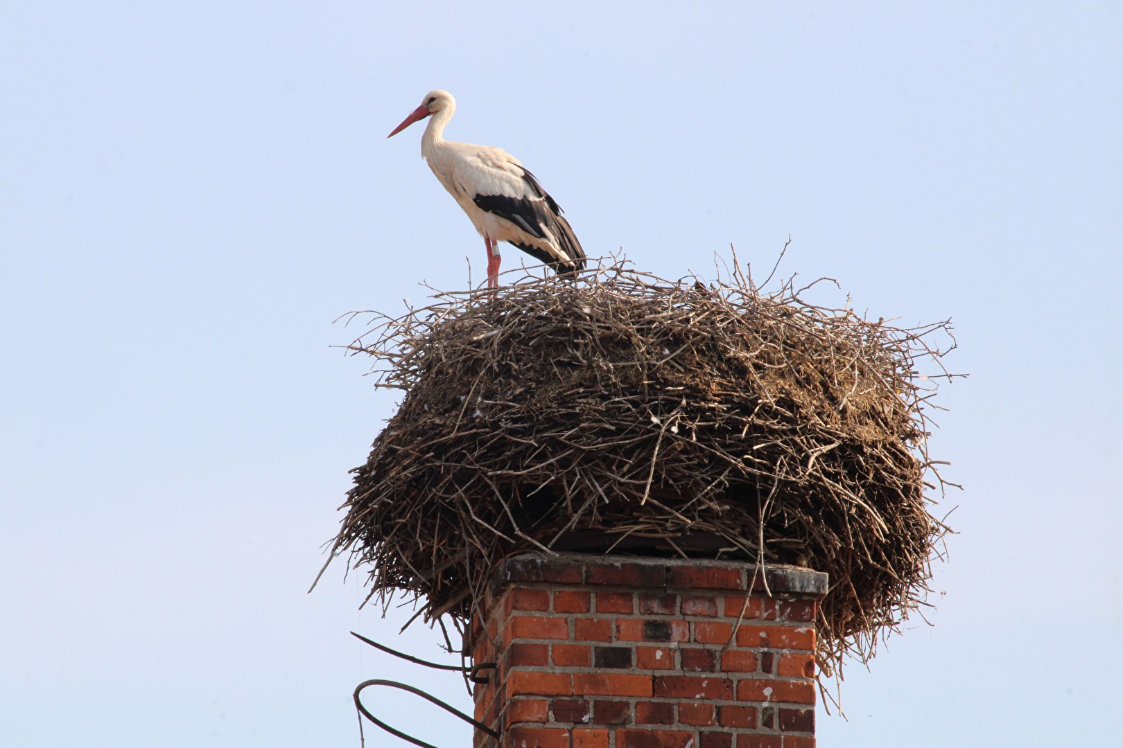 Das Storchennest