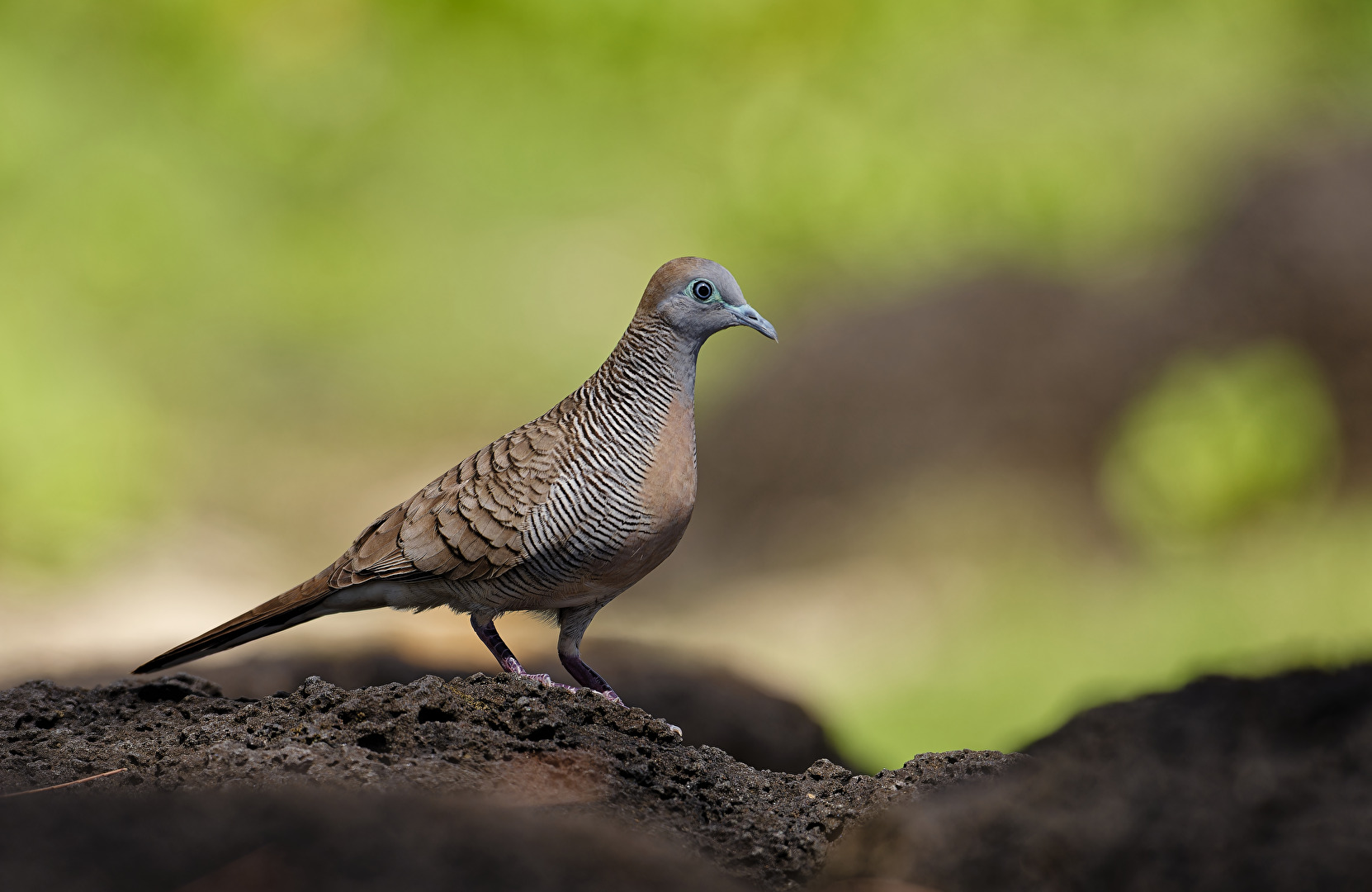 Sperbertaube (Geopelia striata)