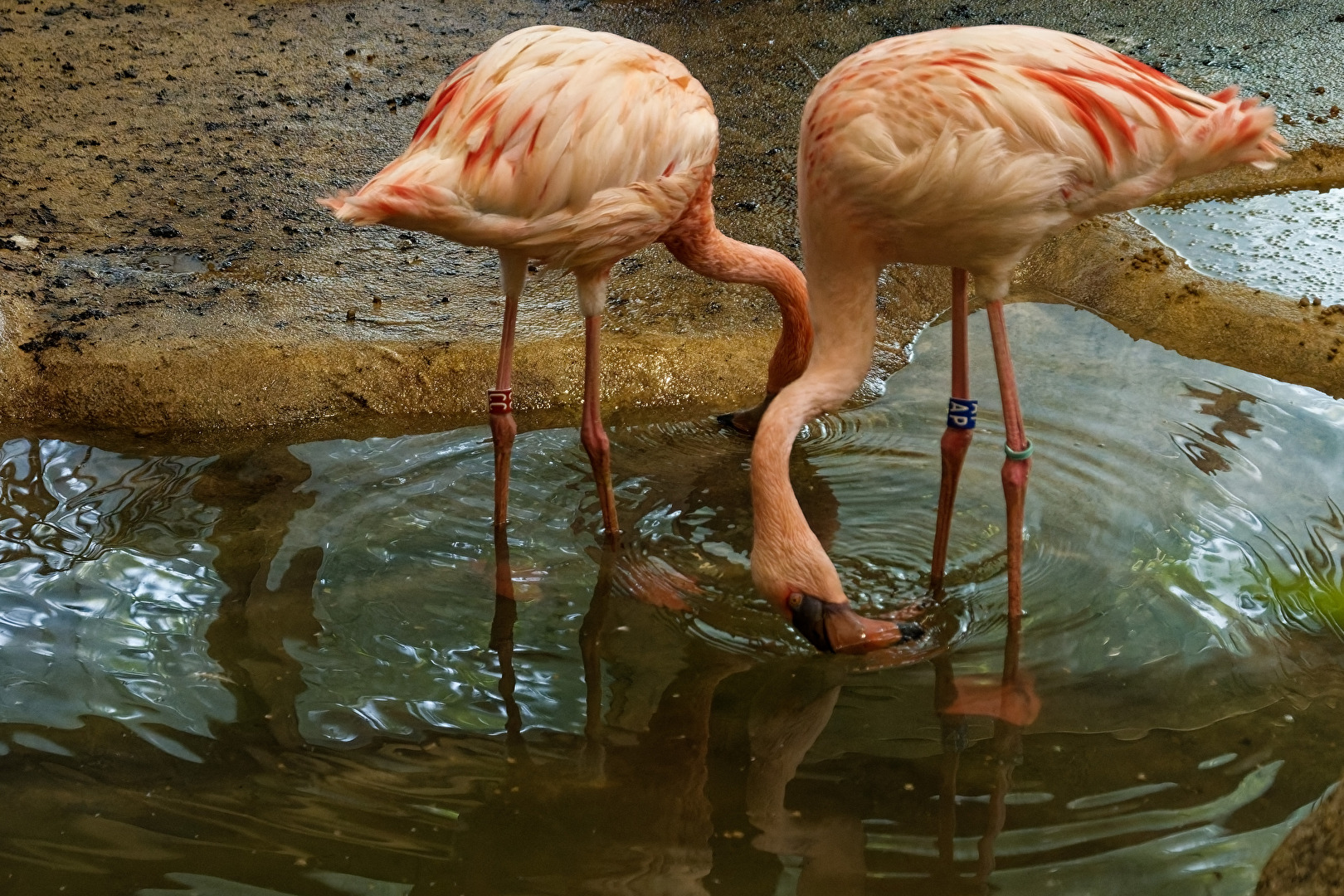 Flamingos