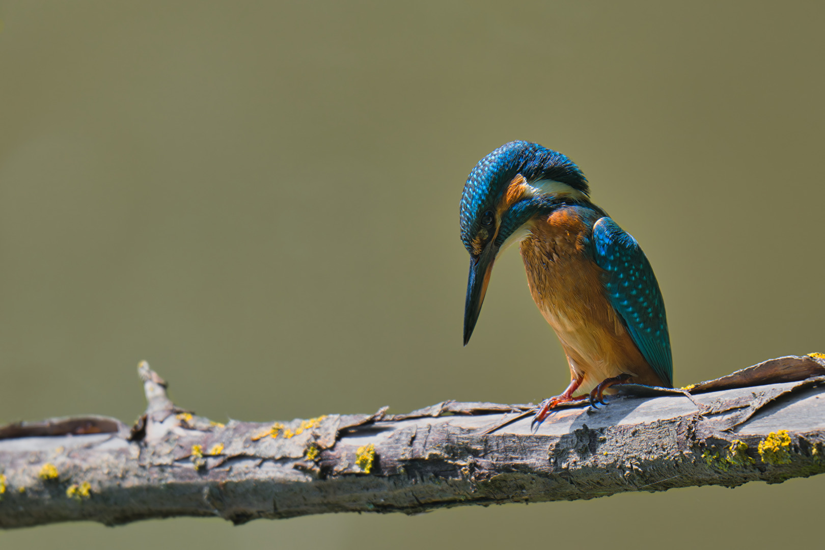 Eisvogel auf der Lauer