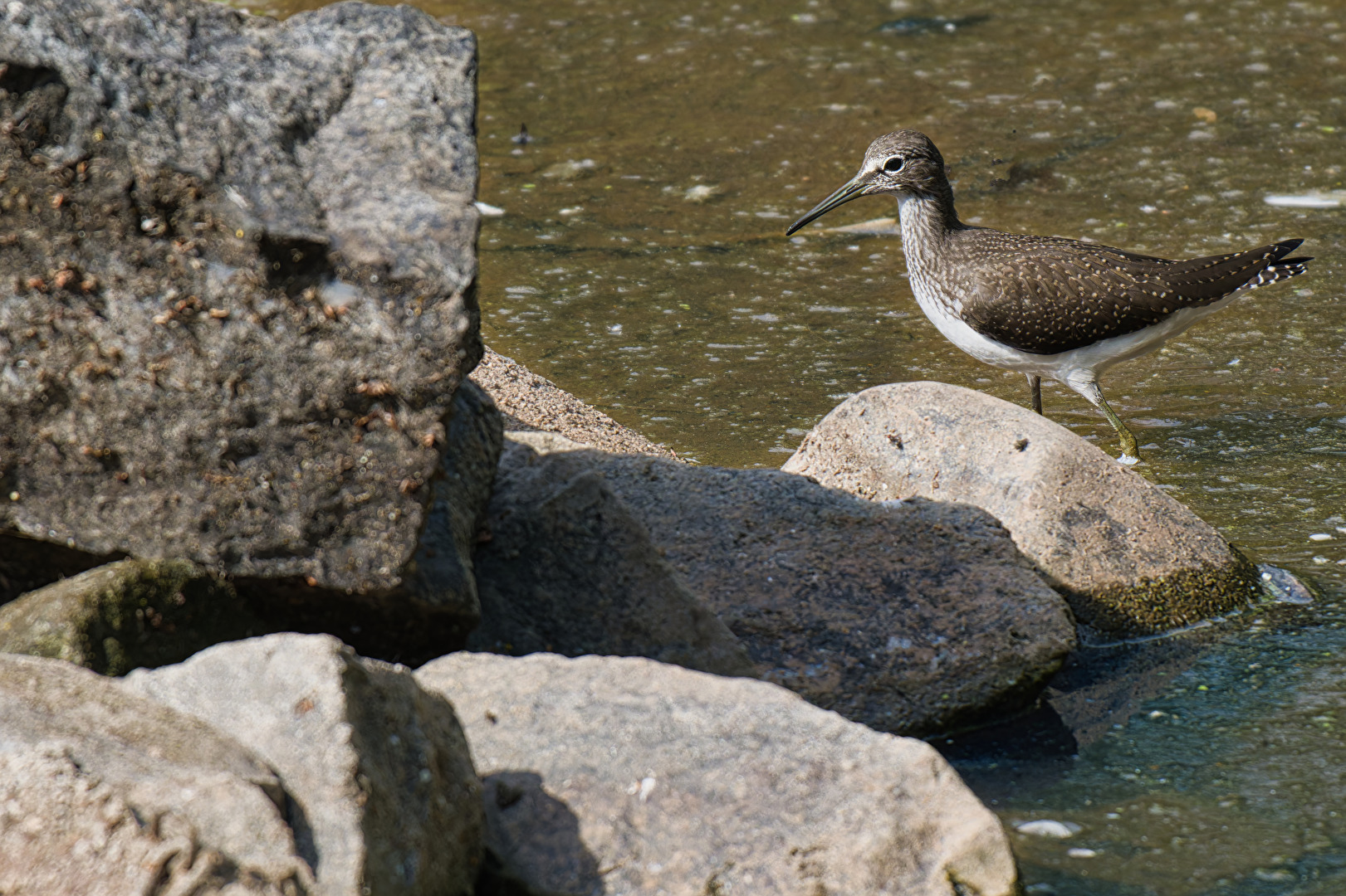 Waldwasserläufer