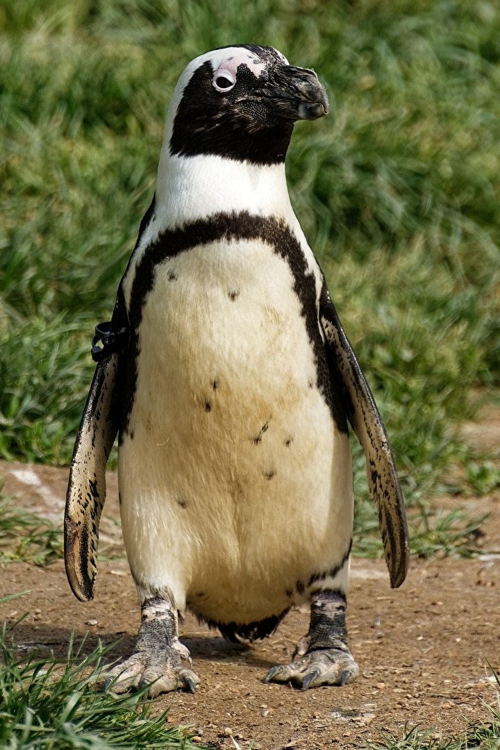 Pinguin