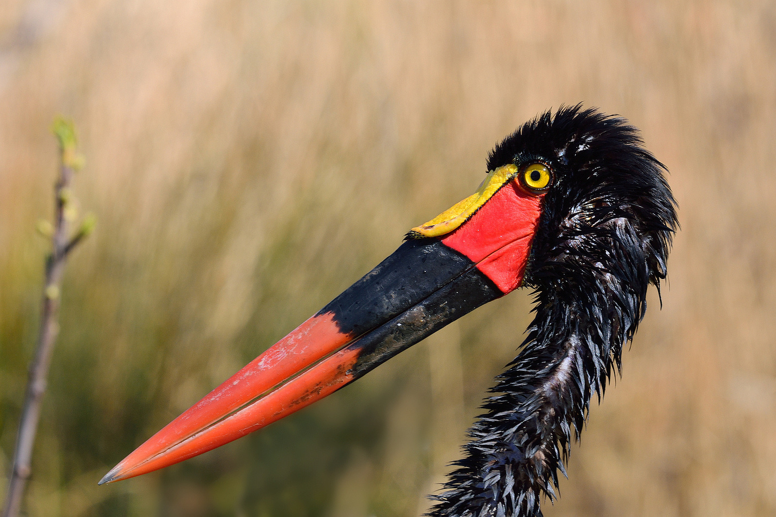 Sattelstorch nach dem Bad