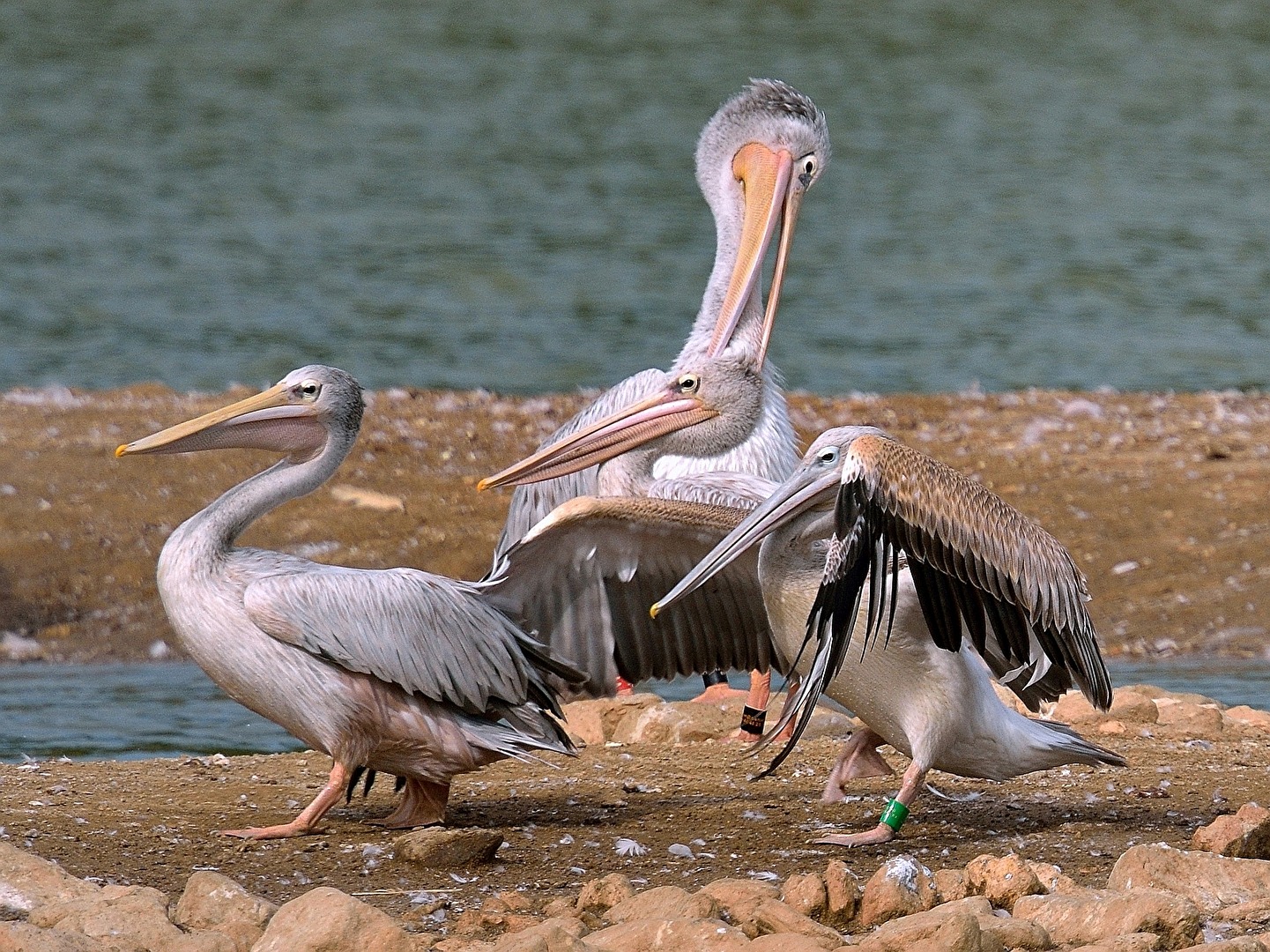 Kraulen oder Maßregeln?