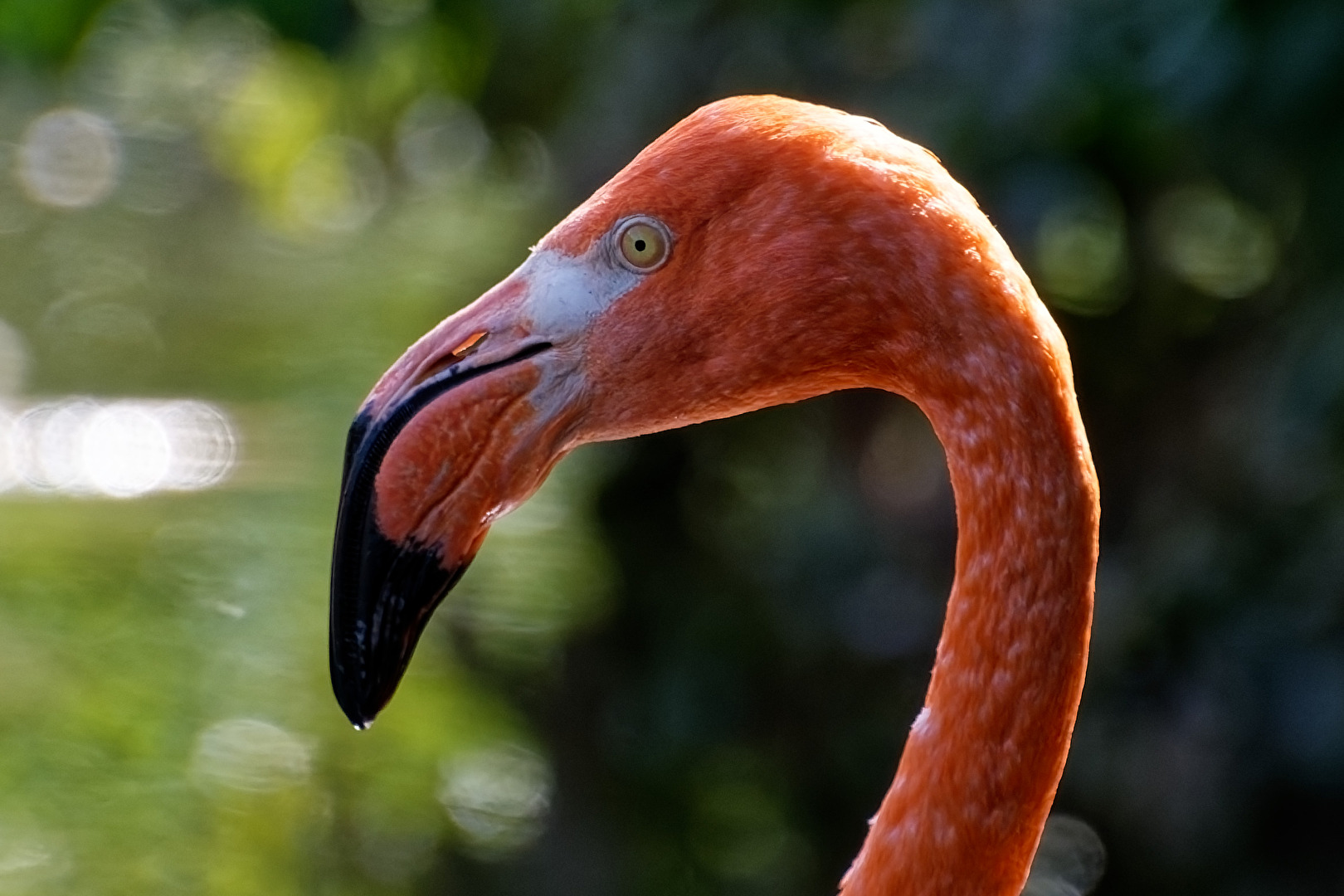 Flamingo