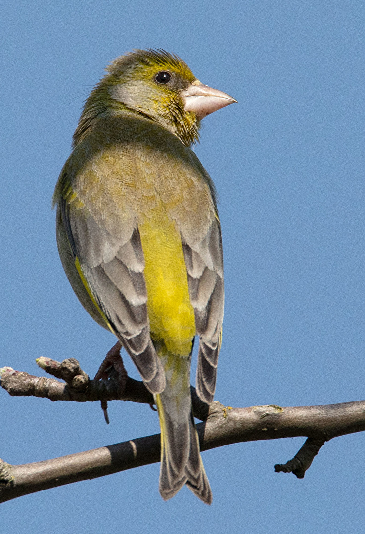 Grünfink der weibliche Part