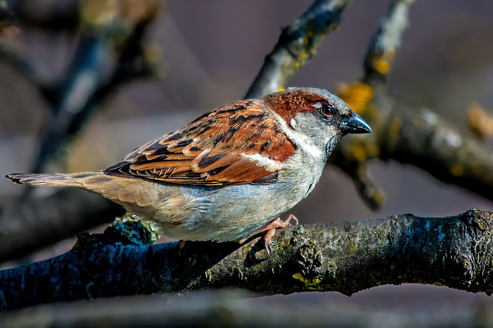 Kleiner Spatz