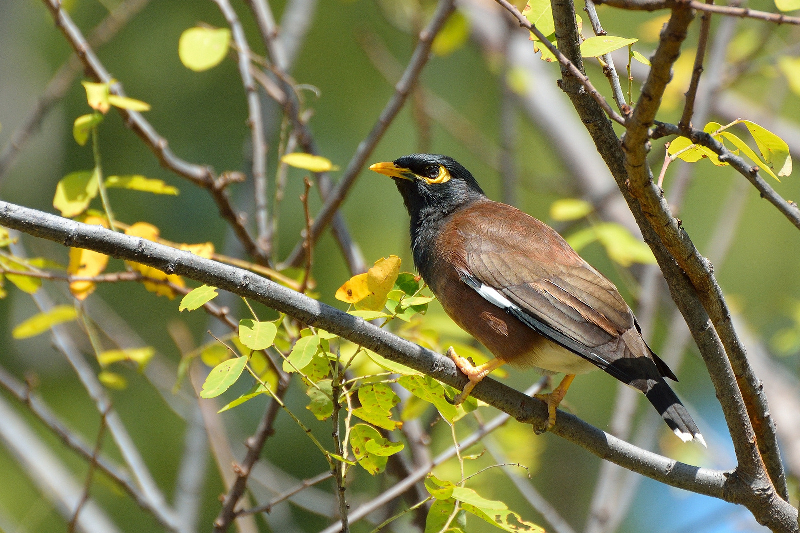 Hirtenmaina oder Hirtenstar