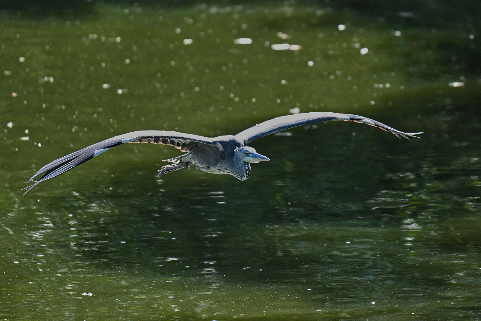 Graureiher im Anflug