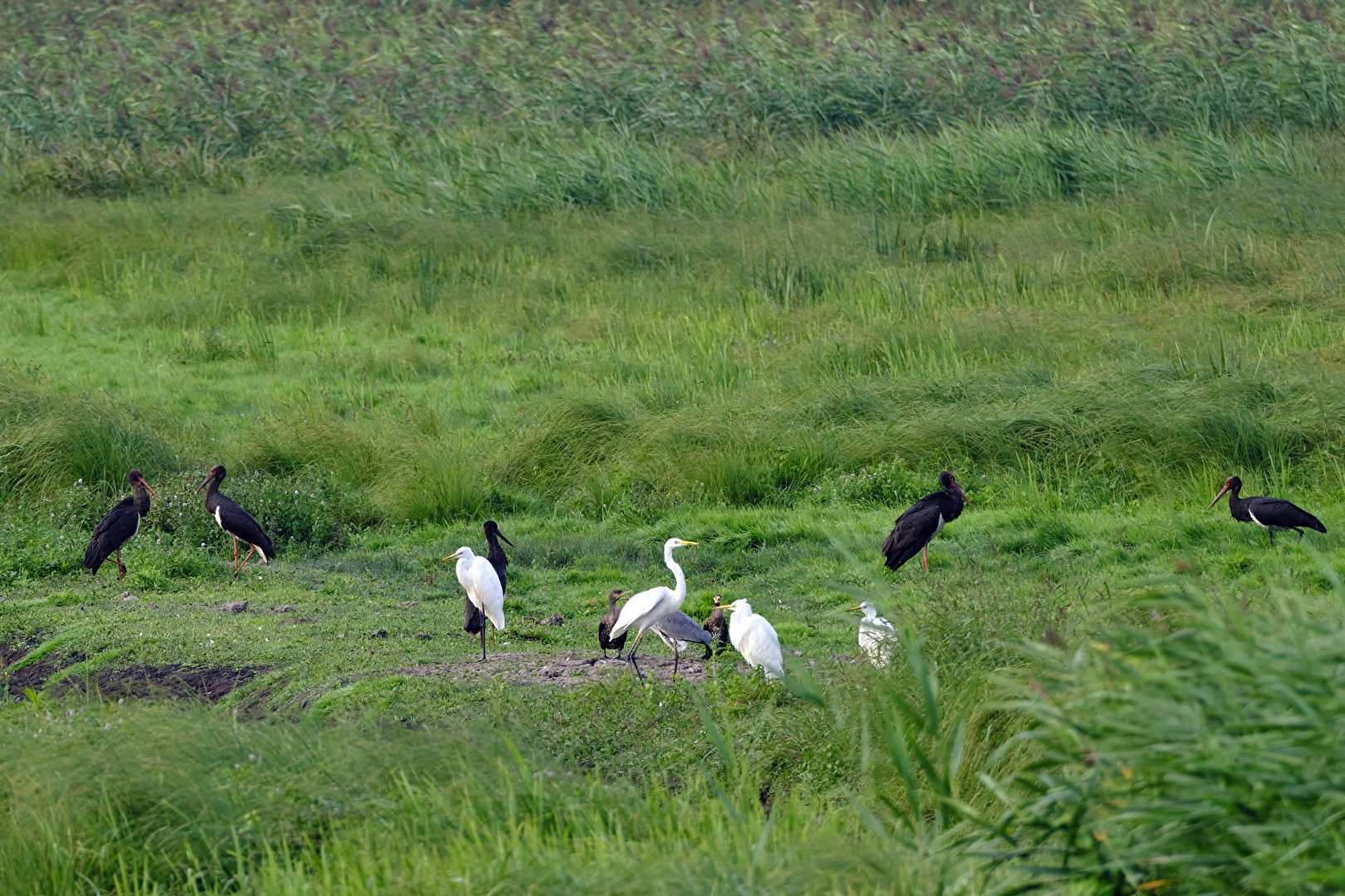 Friedliches miteinander.